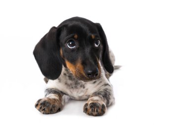 Minyatür piebald dachshund beyaz arkaplanda izole edildi