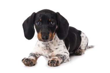 Minyatür piebald dachshund beyaz arkaplanda izole edildi