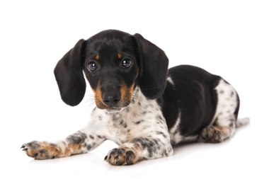 Minyatür piebald dachshund beyaz arkaplanda izole edildi