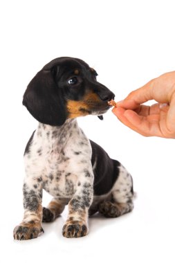 Minyatür piebald dachshund beyaz arkaplanda izole edildi