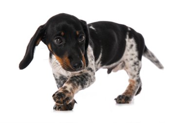 Minyatür piebald dachshund beyaz arkaplanda izole edildi