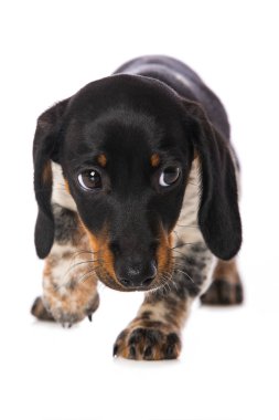 Minyatür piebald dachshund beyaz arkaplanda izole edildi