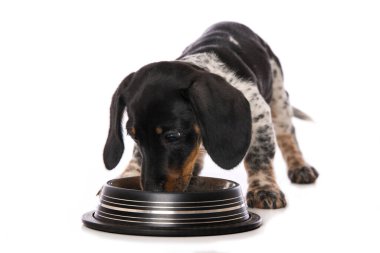 Su kaseli minyatür, kel bir dachshund.