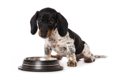 Su kaseli minyatür, kel bir dachshund.