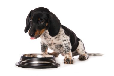 Su kaseli minyatür, kel bir dachshund.