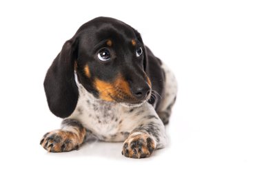 Minyatür piebald dachshund beyaz arkaplanda izole edildi