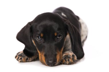 Minyatür piebald dachshund beyaz arkaplanda izole edildi