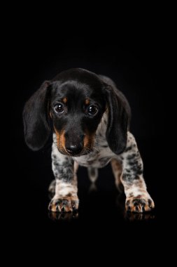 Siyah arka planda sevimli minyatür piebald dachshund.