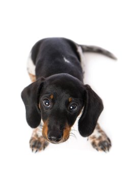 Minyatür piebald dachshund beyaz arkaplanda izole edildi