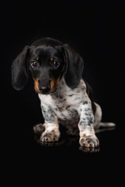 Siyah arka planda sevimli minyatür piebald dachshund.