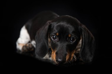 Siyah arka planda sevimli minyatür piebald dachshund.