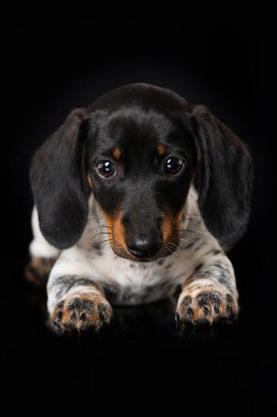 Siyah arka planda sevimli minyatür piebald dachshund.