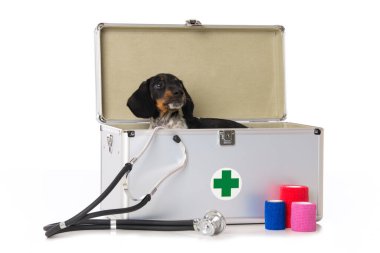 İlk yardım çantalı minyatür piebald dachshund.