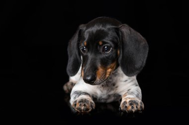 Siyah arka planda sevimli minyatür piebald dachshund.