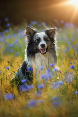 Mavi çiçekli mısır tarlasında çoban köpeği.