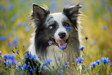 Mavi çiçekli mısır tarlasında çoban köpeği.