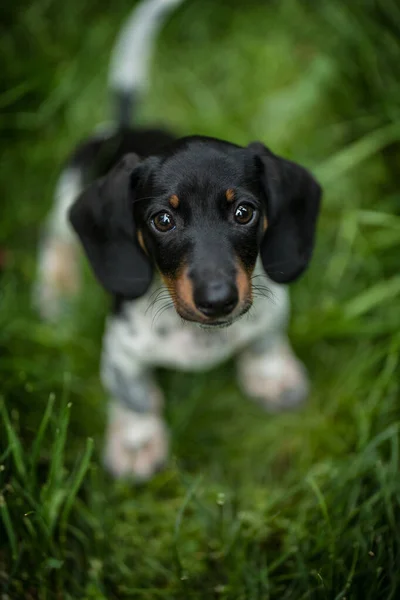 Μικρογραφία Piebald Dachshund Ένα Λιβάδι — Φωτογραφία Αρχείου