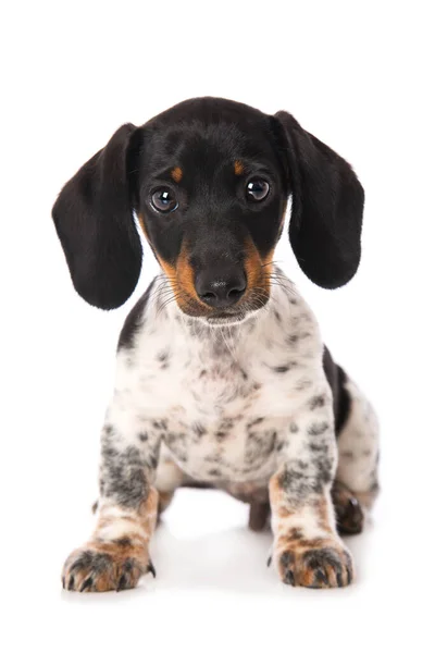 Minyatür Piebald Dachshund Beyaz Arkaplanda Izole Edildi — Stok fotoğraf