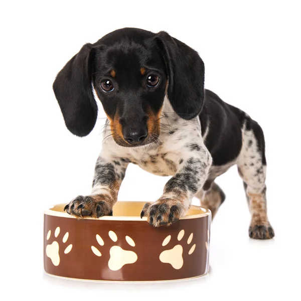 stock image Miniature piebald dachshund with a food bowl