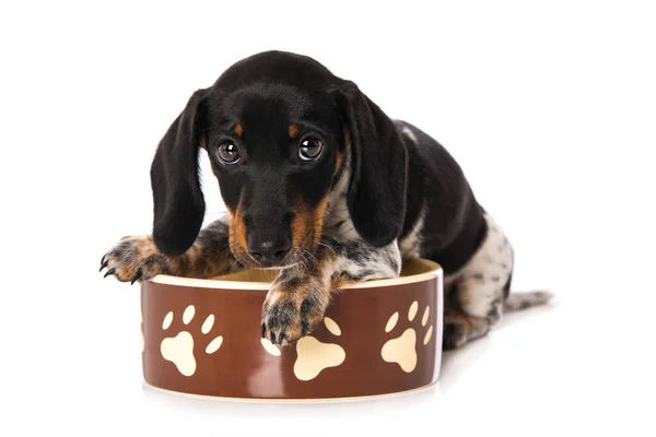 Miniature Piebald Dachshund Food Bowl — Stock Photo, Image