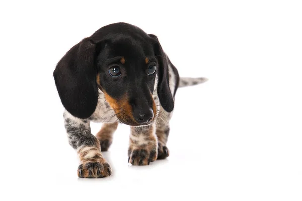 Miniatuur Piebald Teckel Geïsoleerd Witte Achtergrond — Stockfoto