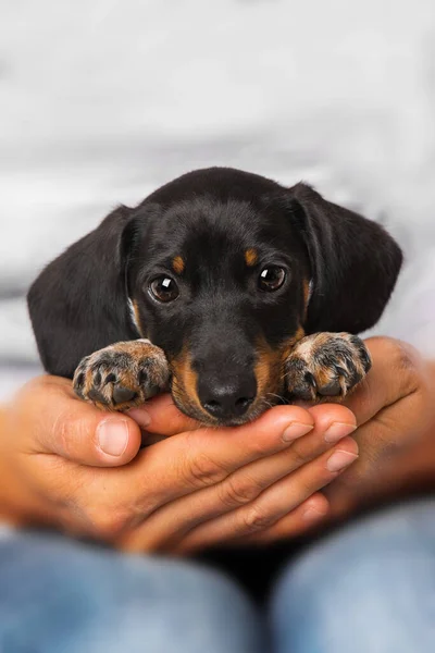 Cute Dachshund Puppy Lying Human Knees — Stock Photo, Image