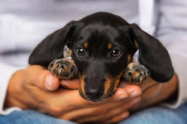 Sevimli Dachshund Köpeği Insan Dizlerinin Üzerinde Yatıyor — Stok fotoğraf