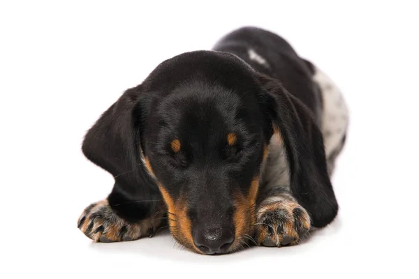 Miniatuur Piebald Teckel Geïsoleerd Witte Achtergrond — Stockfoto