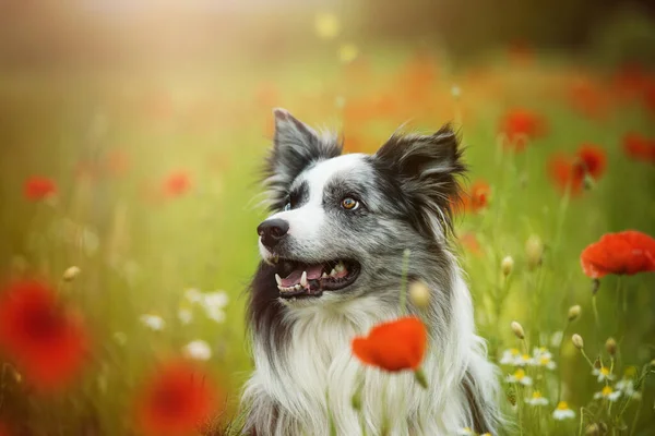 Border Collie Dog Poppy Field — Stock Photo, Image