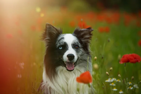 Прикордонна Собака Колі Маковому Полі — стокове фото