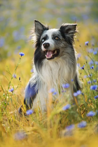 Cão Collie Fronteira Campo Milho Com Flores Milho Azuis — Fotografia de Stock