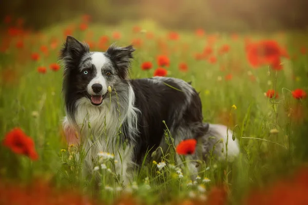 Gräns Collie Hund Vallmo Fält — Stockfoto