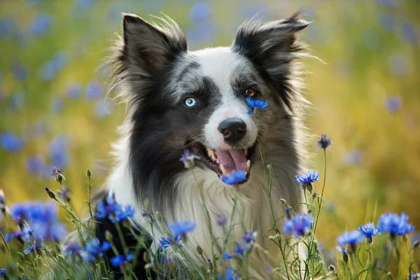Mavi çiçekli mısır tarlasında çoban köpeği.