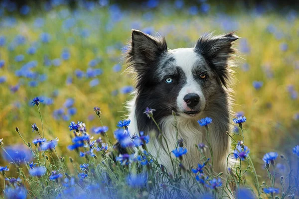 Gräns Collie Hund Ett Majsfält Med Blå Blåklint — Stockfoto