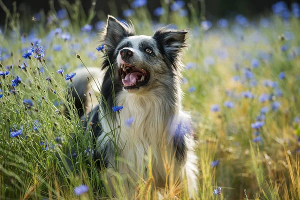 Gräns Collie Hund Ett Majsfält Med Blå Blåklint — Stockfoto