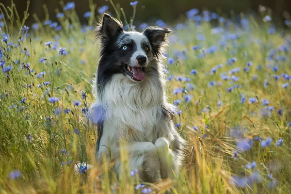 Confine Cane Collie Campo Grano Con Fiordaliso Blu — Foto Stock