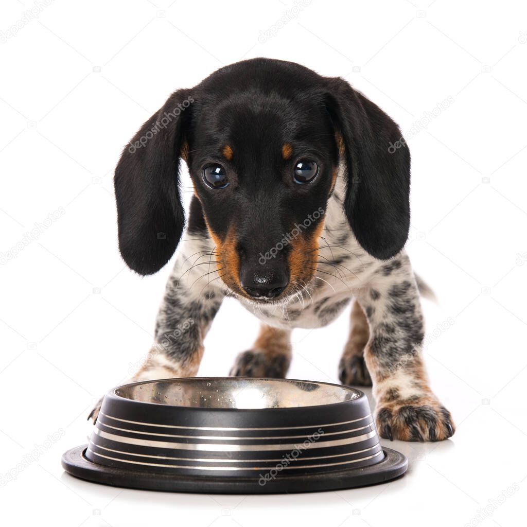 Miniature piebald dachshund with a water bowl