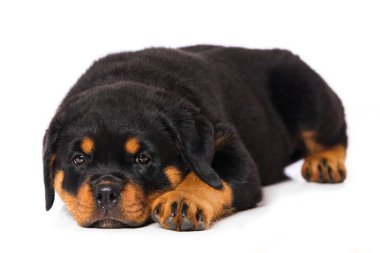 Rottweiler köpek yavrusu beyaz arka planda izole edildi
