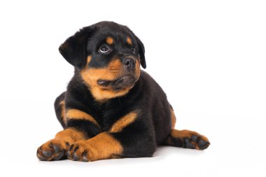 Rottweiler köpek yavrusu beyaz arka planda izole edildi