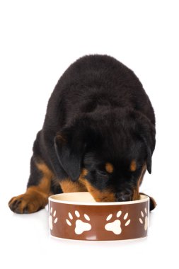 Rottweiler köpek yavrusu beyaz arka planda izole edildi