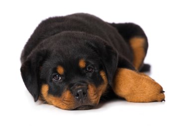 Rottweiler köpek yavrusu beyaz arka planda izole edildi