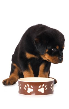 Rottweiler köpek yavrusu beyaz arka planda izole edildi