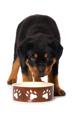 Rottweiler köpek yavrusu beyaz arka planda izole edildi