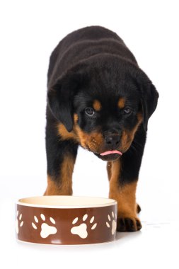 Rottweiler köpek yavrusu beyaz arka planda izole edildi