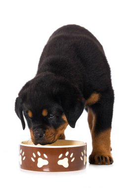 Rottweiler köpek yavrusu beyaz arka planda izole edildi