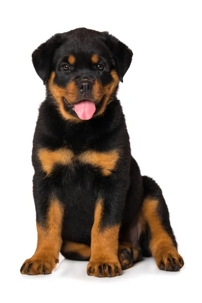 Szczeniak Rottweiler Izolowany Białym Tle — Zdjęcie stockowe