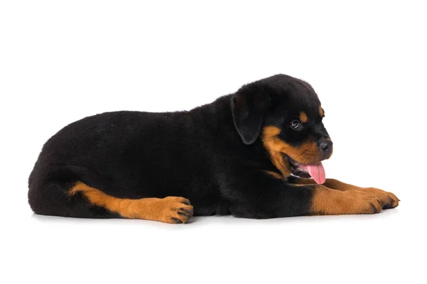 Rottweiler Valp Isolerad Vit Bakgrund — Stockfoto