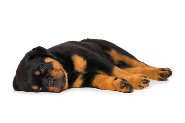 Rottweiler Valp Isolerad Vit Bakgrund — Stockfoto