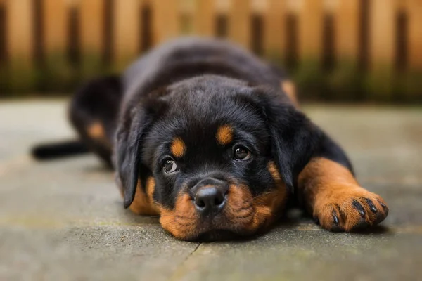 Szczeniak Rottweiler Leżący Chodniku — Zdjęcie stockowe