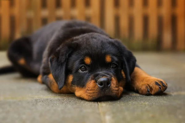 Rottweiler Κουτάβι Που Βρίσκεται Ένα Πεζοδρόμιο — Φωτογραφία Αρχείου